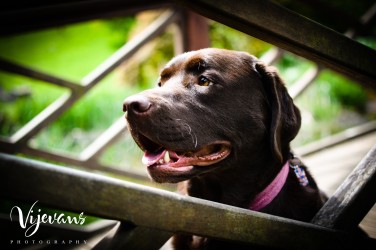 Baxter - Chocolate Labrador